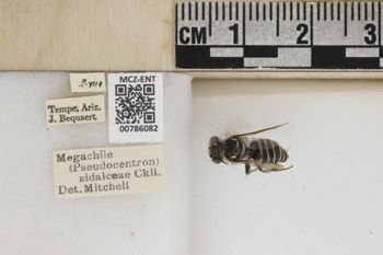 Media type: image;   Entomology 786082 Aspect: Labels